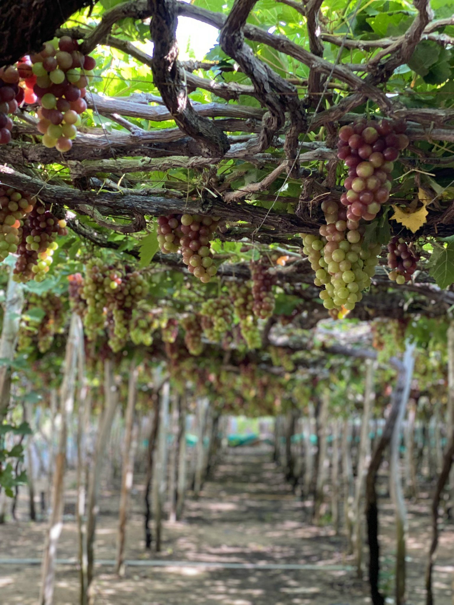 GRAPE FRUIT Ninh Thuan